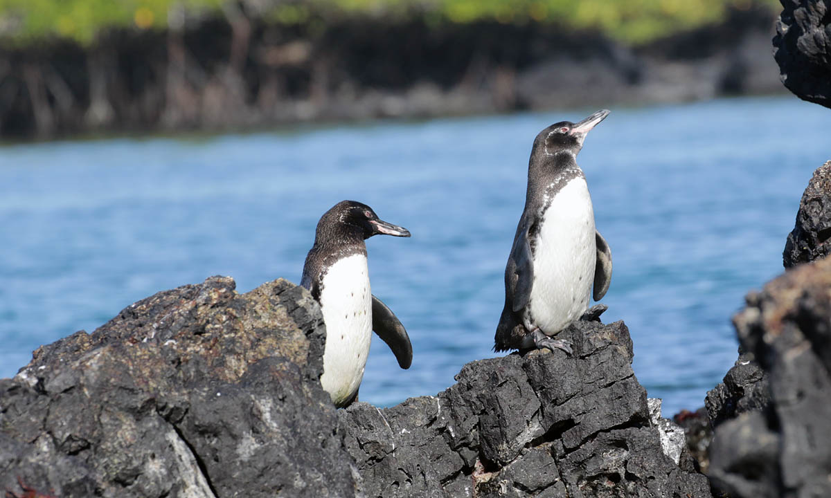 Galapagospinguins